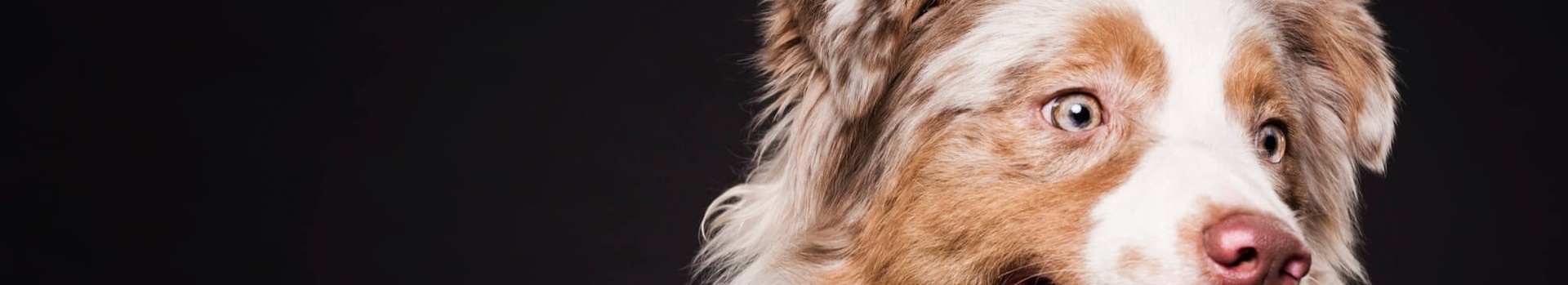 Jersey Village Animal Hospital