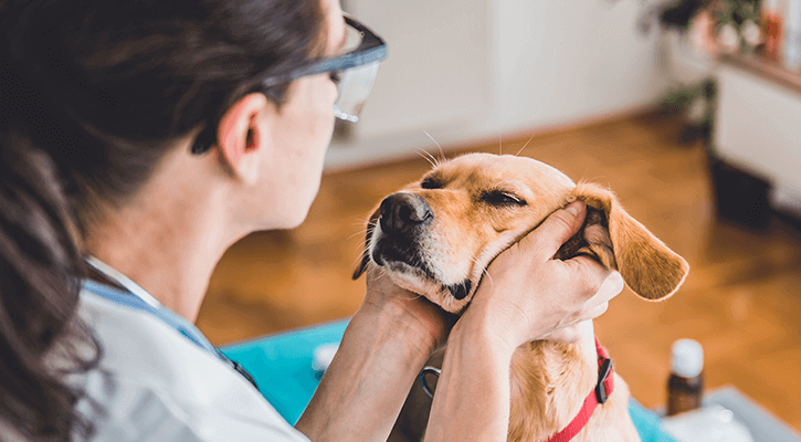 An owner rubbing the face of a dog that just received an annual wellness exam
