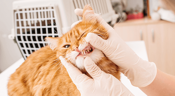 A cat having his tooth exposed as he gets a pet dental exam