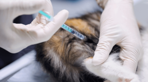 A cat receiving a vaccination in Houston, TX