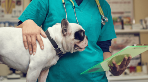 Jersey Village Animal Hospital | Veterinarian in Houston, TX