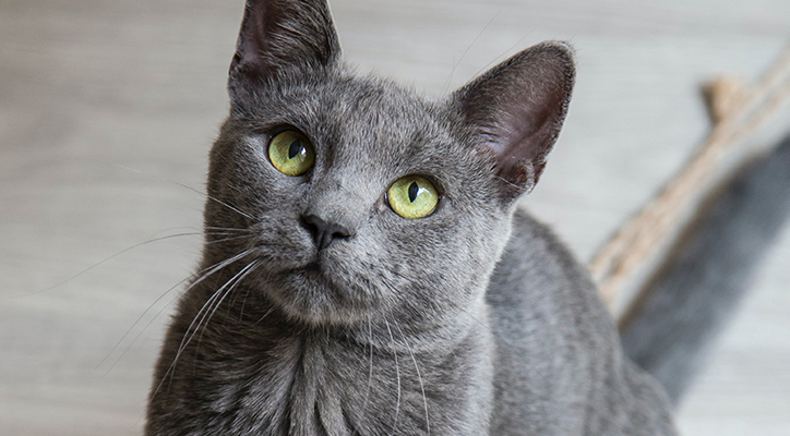 A grey cat sitting on the floor next to a rug looking up at the ceiling
