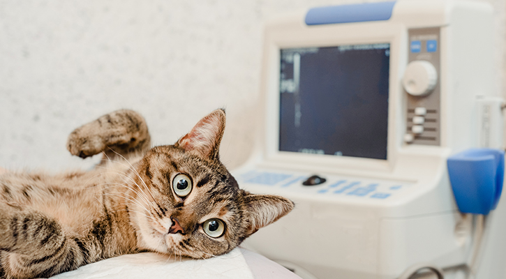 A cat laying next to a radiology machine about to get an x-ray